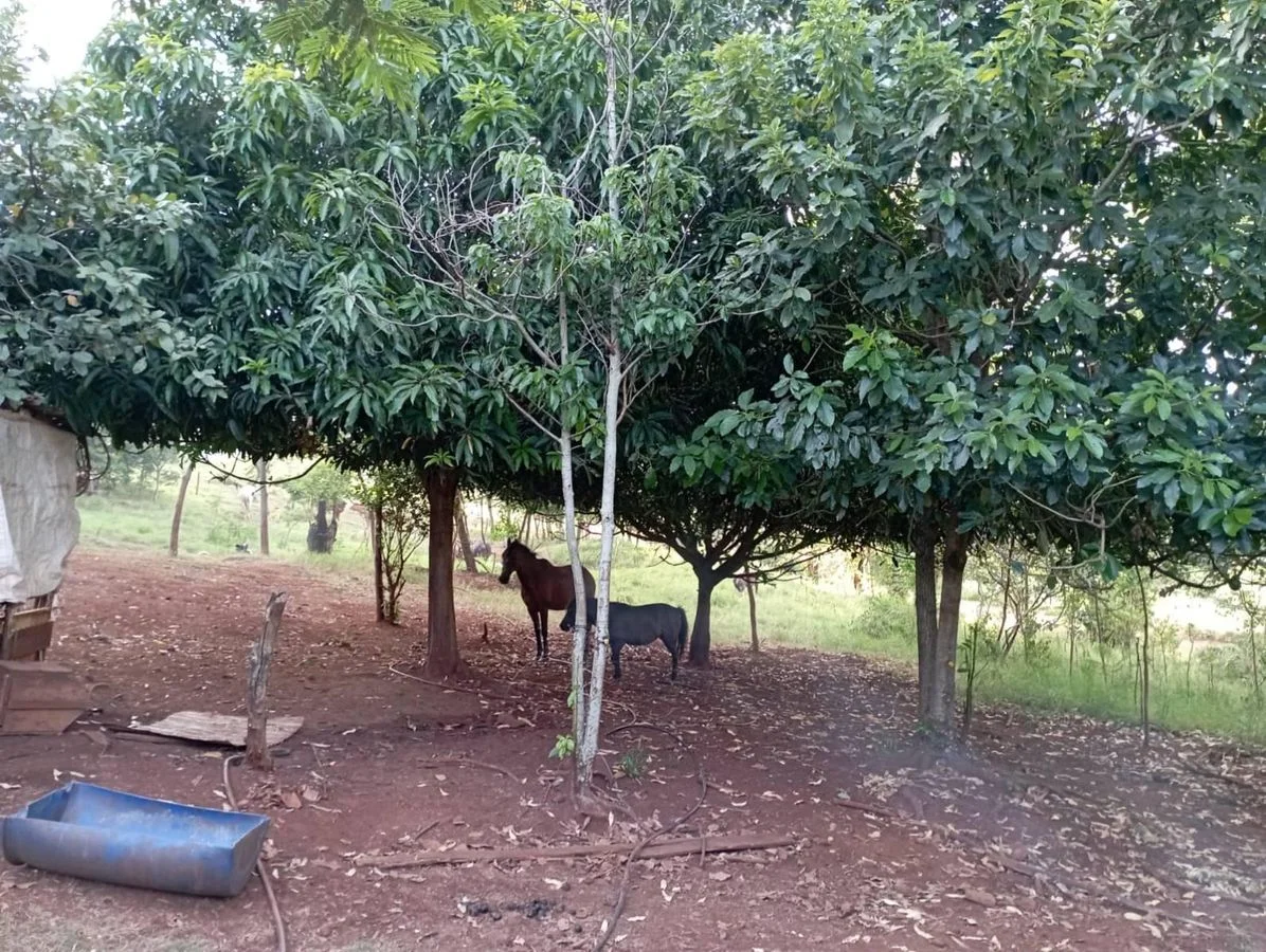 Chácara à Venda - Santa Helena