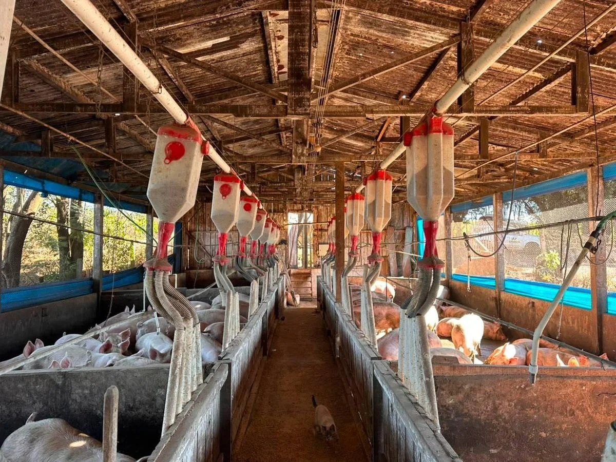 Área rural com GRANJA DE SUÍNOS 1,8 Alqueires