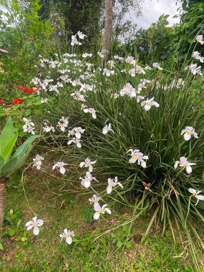 Aréa Rural na Linha São Roque