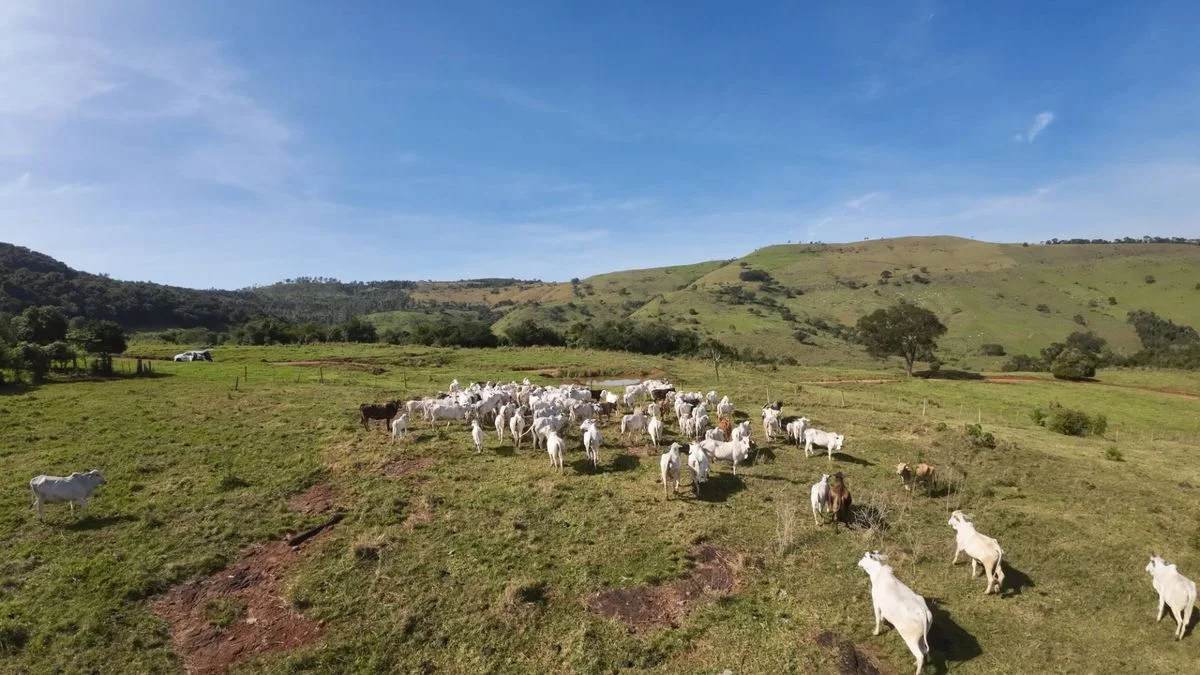 Fazenda à Venda, Área Rural de Cascavel - Cascavel