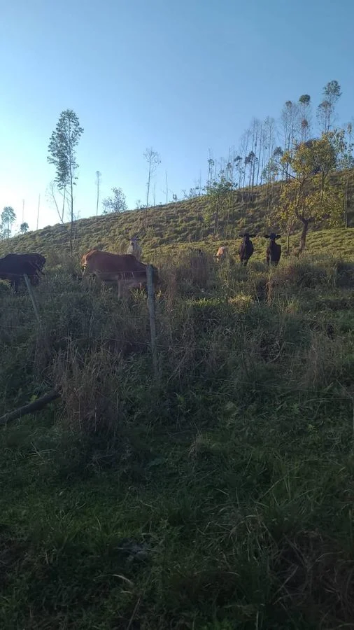 Sítio à Venda, Área Rural de Cascavel - Cascavel