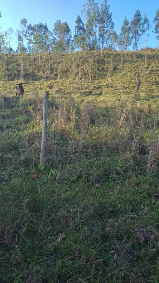 Sítio à Venda, Área Rural de Cascavel - Cascavel