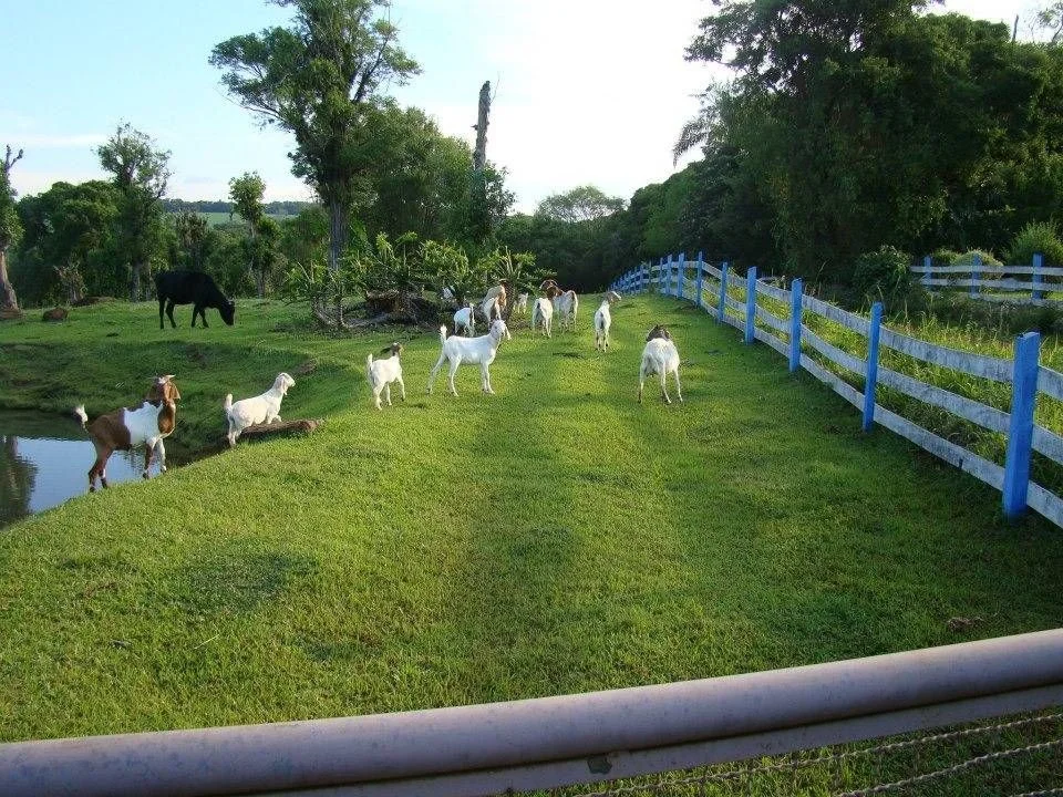 Chácara à Venda - Cascavel