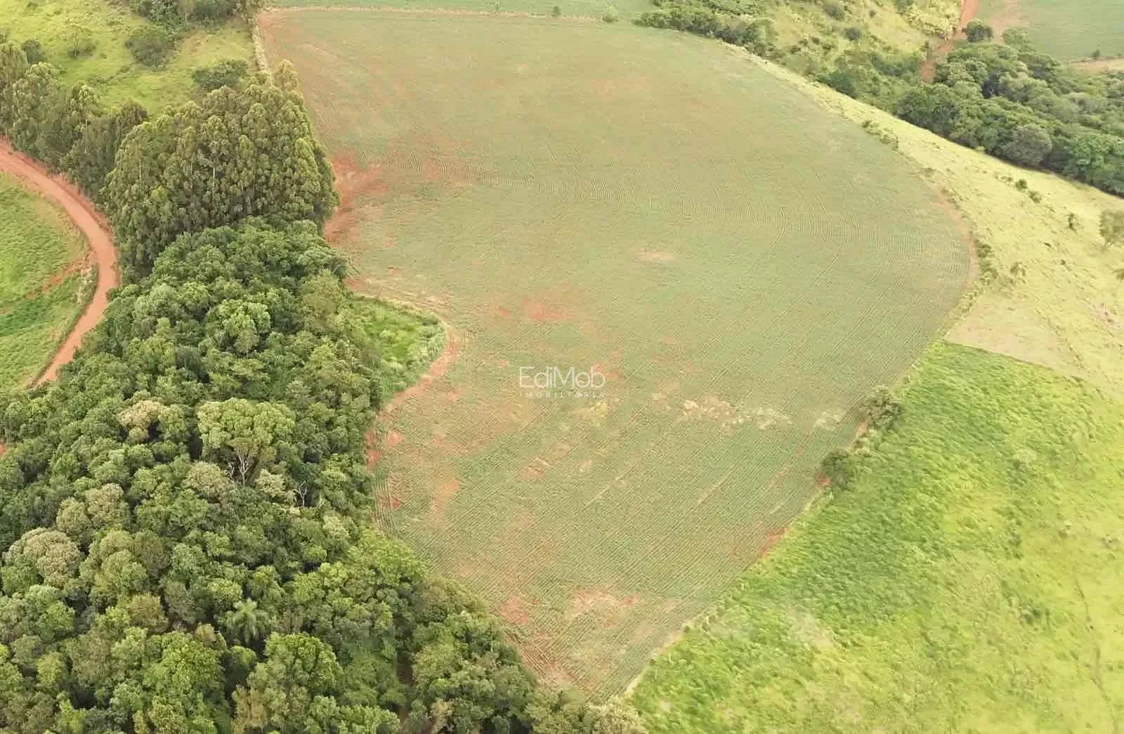 Sítio à venda em Zona Rural, Guaraniaçu