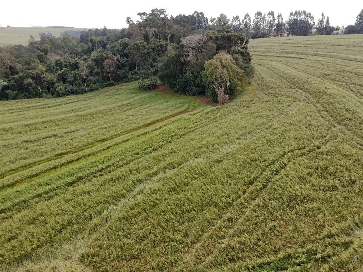 AREA RURAL DE 10 ALQUEIRES EM CASCAVEL