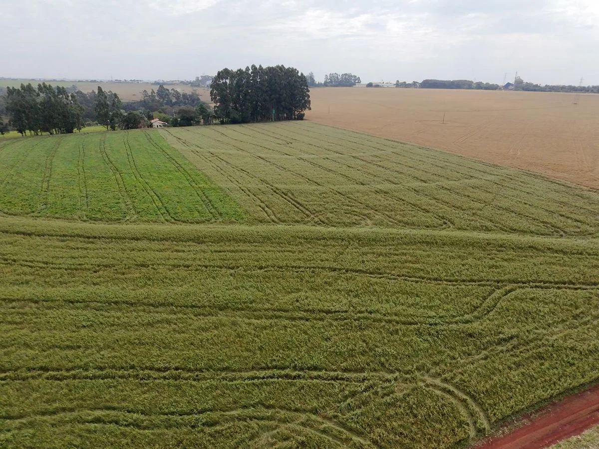 AREA RURAL DE 10 ALQUEIRES EM CASCAVEL